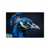 Close Up Of A Peacock Head Blue Feather (Print Only)