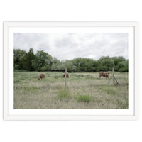 Cows in the farm