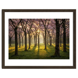 Blooming cherry trees in soft morning light thumbnail