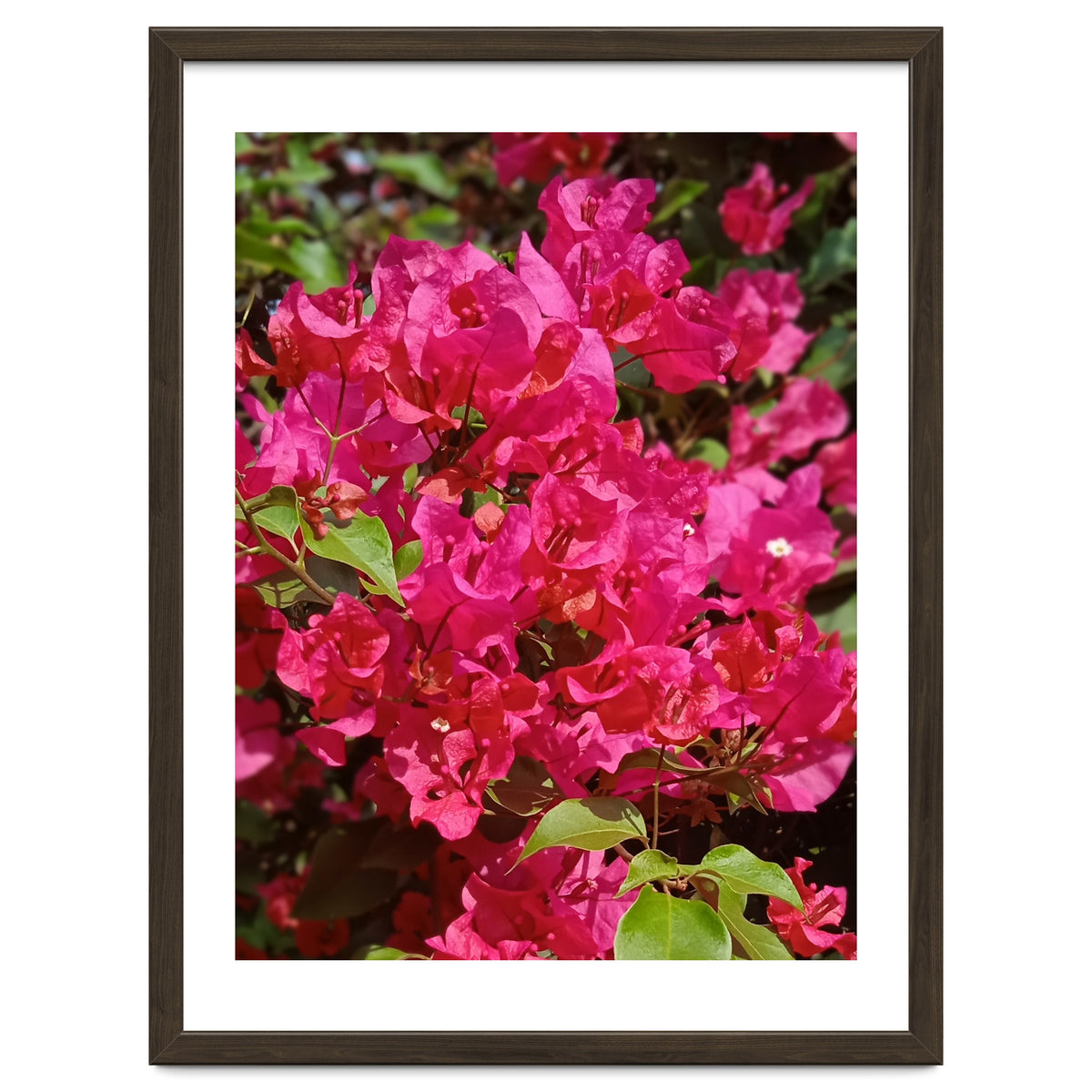 Pink Bougainvillea Flowers