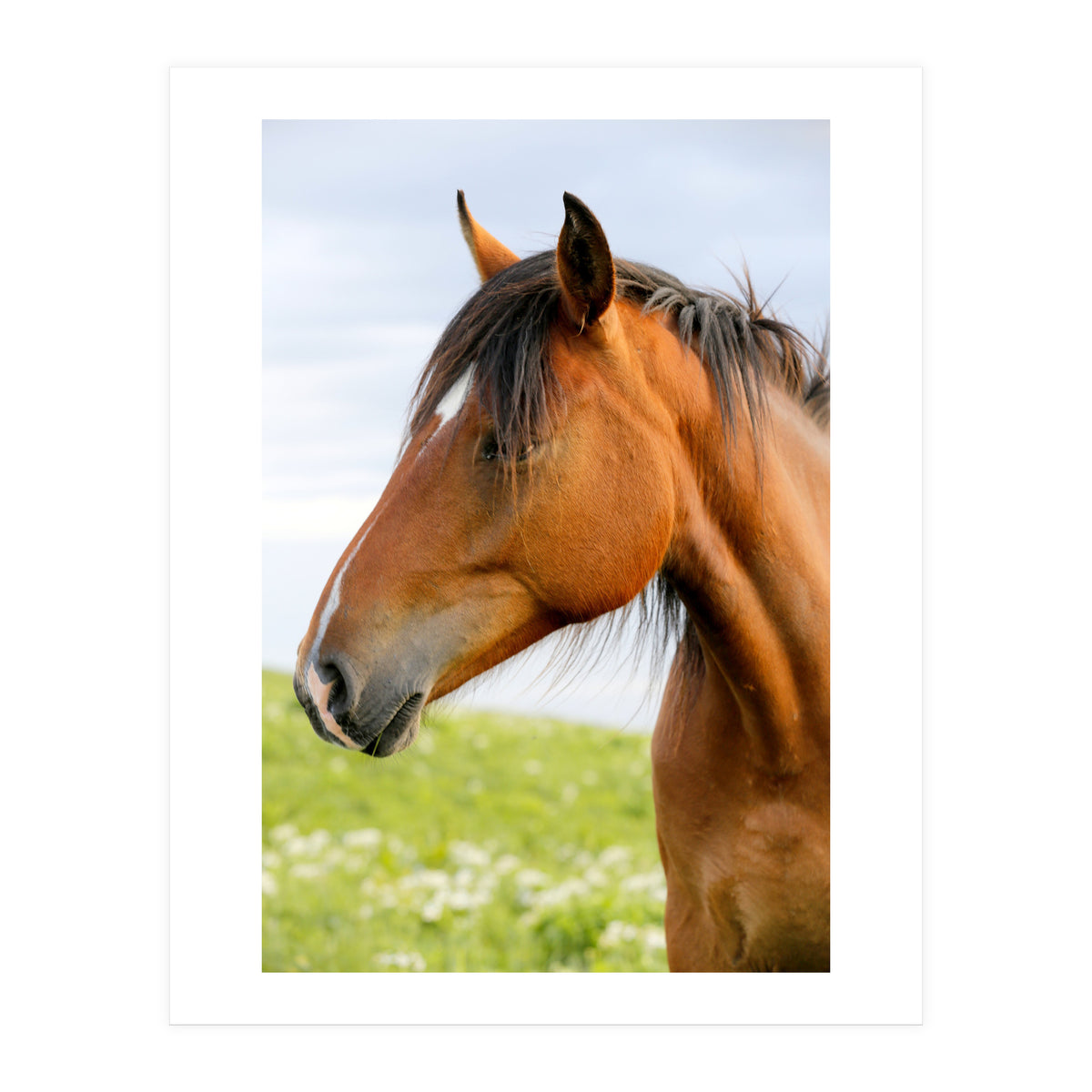 Horse Portrait (Print Only)