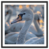 Majestic Swan Close Up With Water Droplets thumbnail