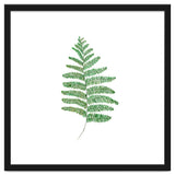 Fern thumbnail