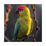 Close Up Of A Colorful Jenday Conure  (Print Only) thumbnail