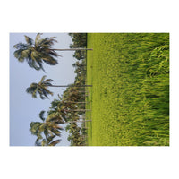 The Paddy Fields of Kerala, South India (Print Only)