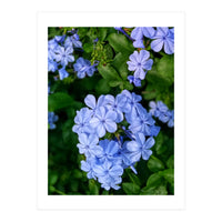 Blue Plambago Flowers (Print Only)