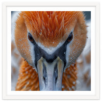 Close Up Of A Pelican's Beak With Water Droplets