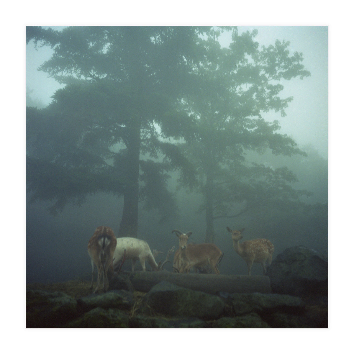 Silence of breath - 05 (Print Only)