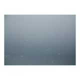 Flying Segulls in thet winter sky (Print Only) thumbnail