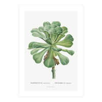 Pierre-Joseph Redouté – Sempervivum Canariense (1799) (Print Only)