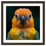 Close Up Sun Conure Parrot Portrait Eyes thumbnail