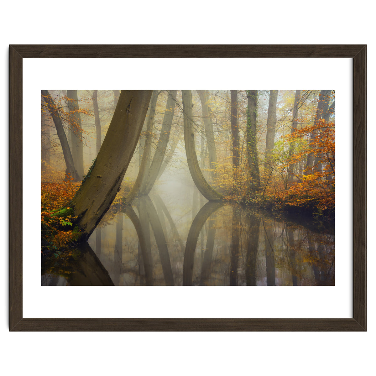 Bent trees in autumn