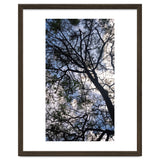 Tree from below thumbnail