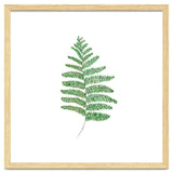 Fern thumbnail