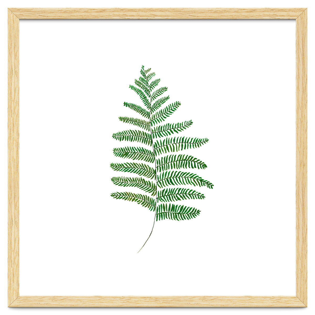 Fern