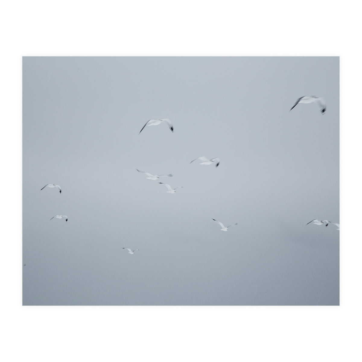 Flying seagulls in the winter sky (Print Only)