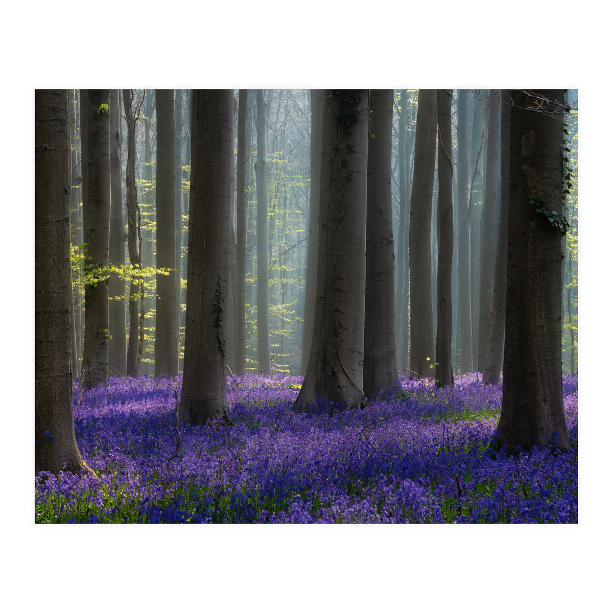 Bluebell forest (Print Only)