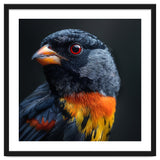 Black Bird With Red Eyes And Orange Chest Feathers thumbnail