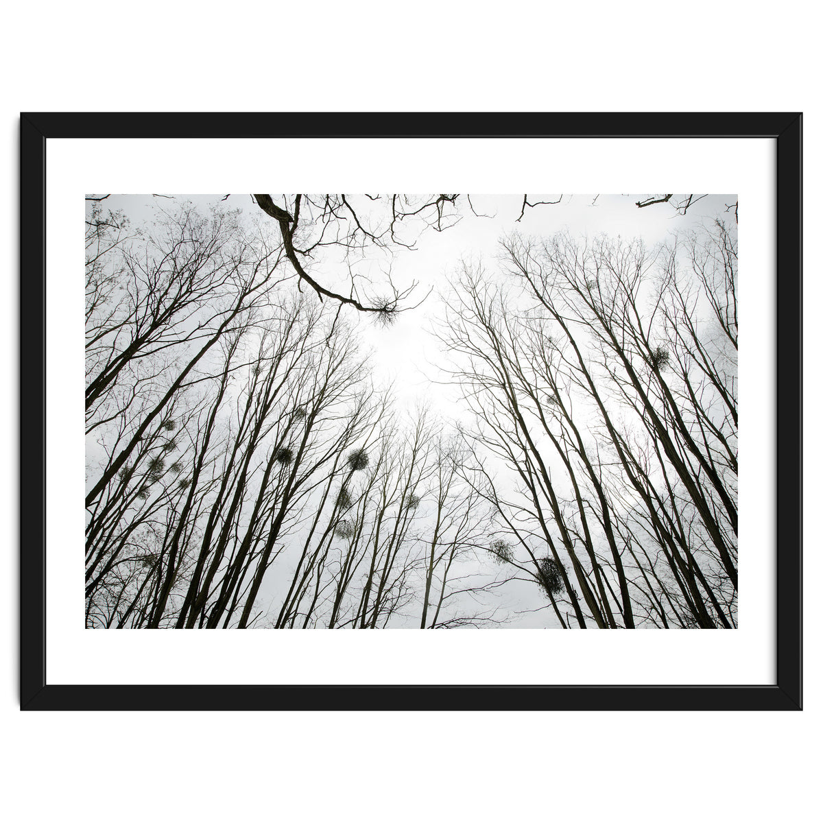 Bare trees in the winter sky