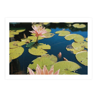 Lotus Pond | Landscape (Print Only)