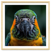 Blue And Gold Macaw Face Focused Portrait