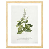 Georg Dionysius Ehret – Cinnamomum Illustration (1708–1770) thumbnail