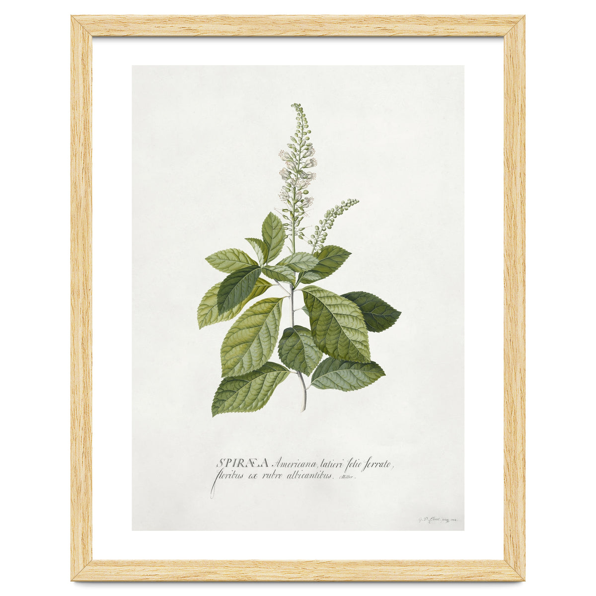 Georg Dionysius Ehret – Cinnamomum Illustration (1708–1770)