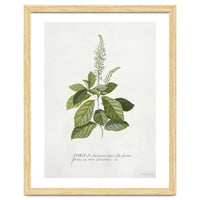 Georg Dionysius Ehret – Cinnamomum Illustration (1708–1770)