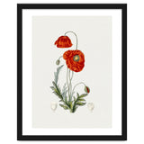Red Poppy (Hand Drawn Illustration) thumbnail