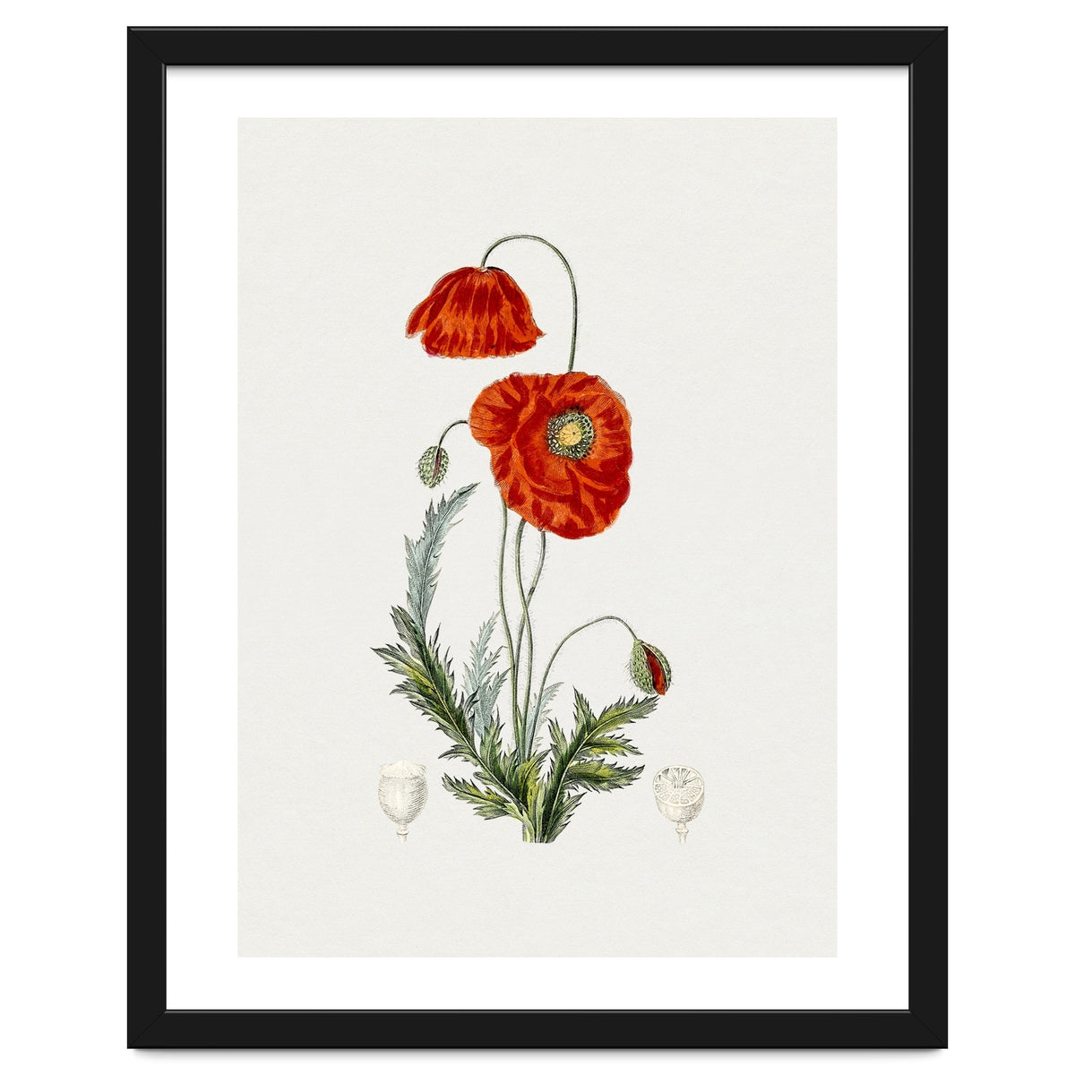 Red Poppy (Hand Drawn Illustration)