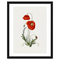 Red Poppy (Hand Drawn Illustration)