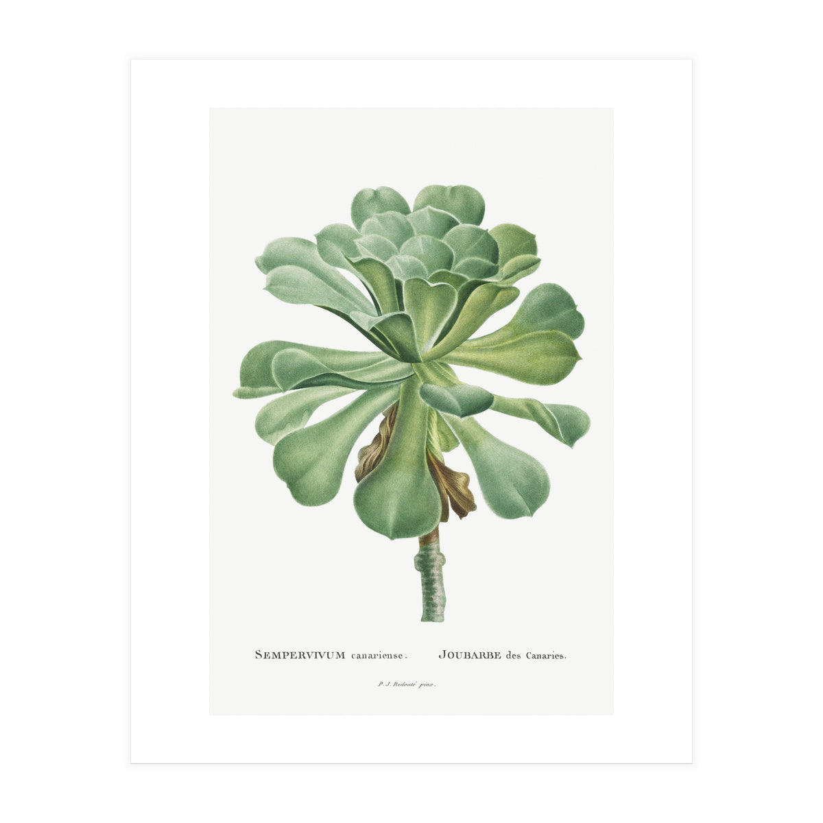 Pierre-Joseph Redouté – Sempervivum Canariense (1799) (Print Only)