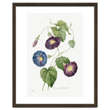 Pierre-Joseph Redouté & Henry Joseph Redouté – Star-Glory Morning-Glory (1827) thumbnail