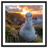 Albatross Bird On Grassy Cliff At Sunset thumbnail