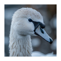 Close Up Of A Swan Head Covered In Water Droplets (Print Only)