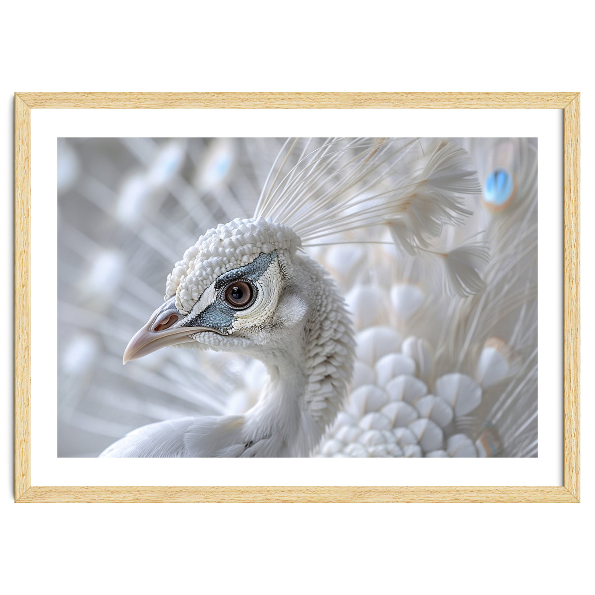 Close-up of a White Peacock
