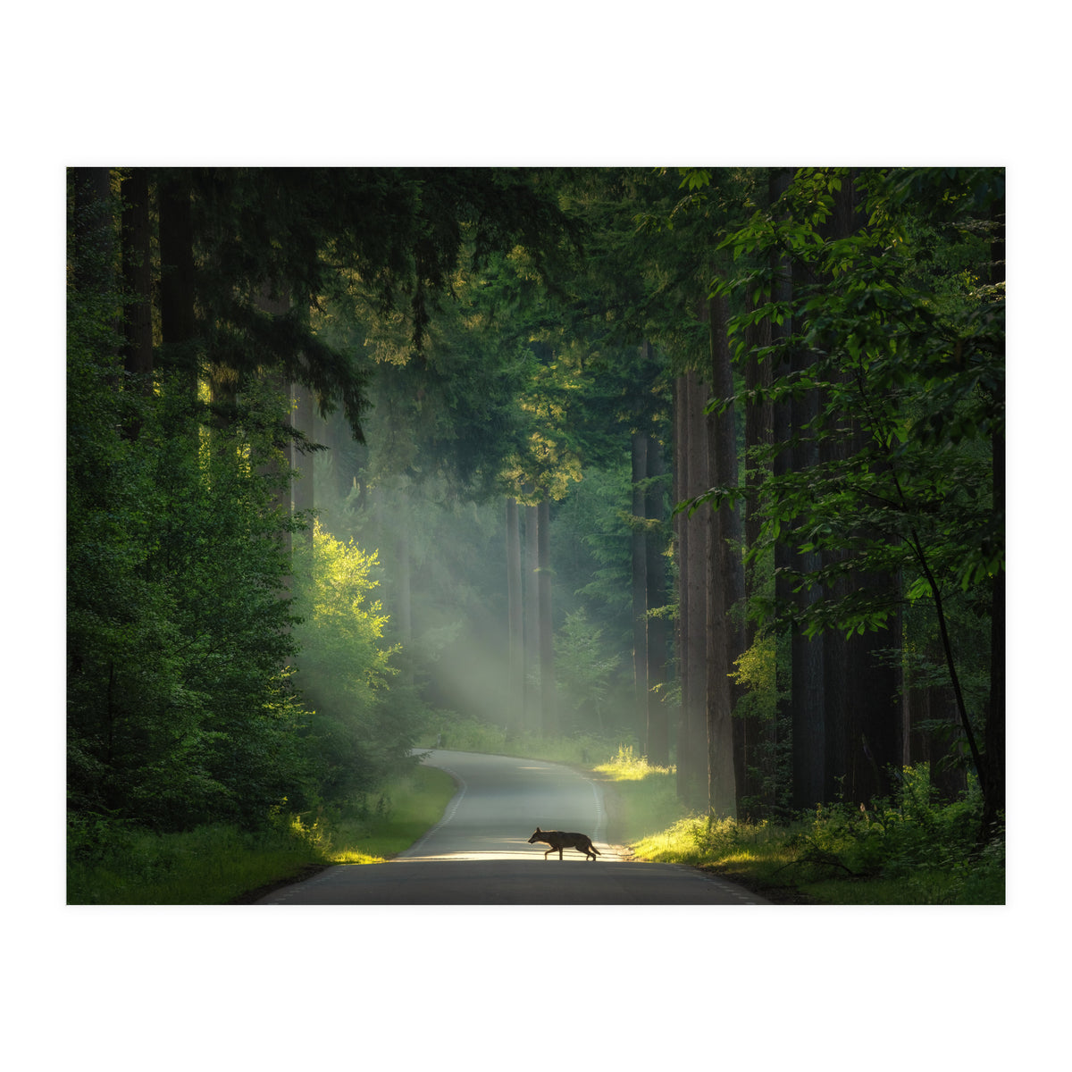 Wolf in the Netherlands (Print Only)