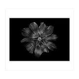 Backyard Flowers In Black And White 22 (Print Only) thumbnail