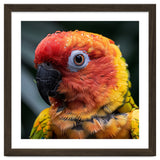 Sun Conure Parrot Bird With Water Droplets thumbnail