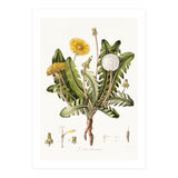 William Curtis – Dandelion (1777–1798) (Print Only) thumbnail