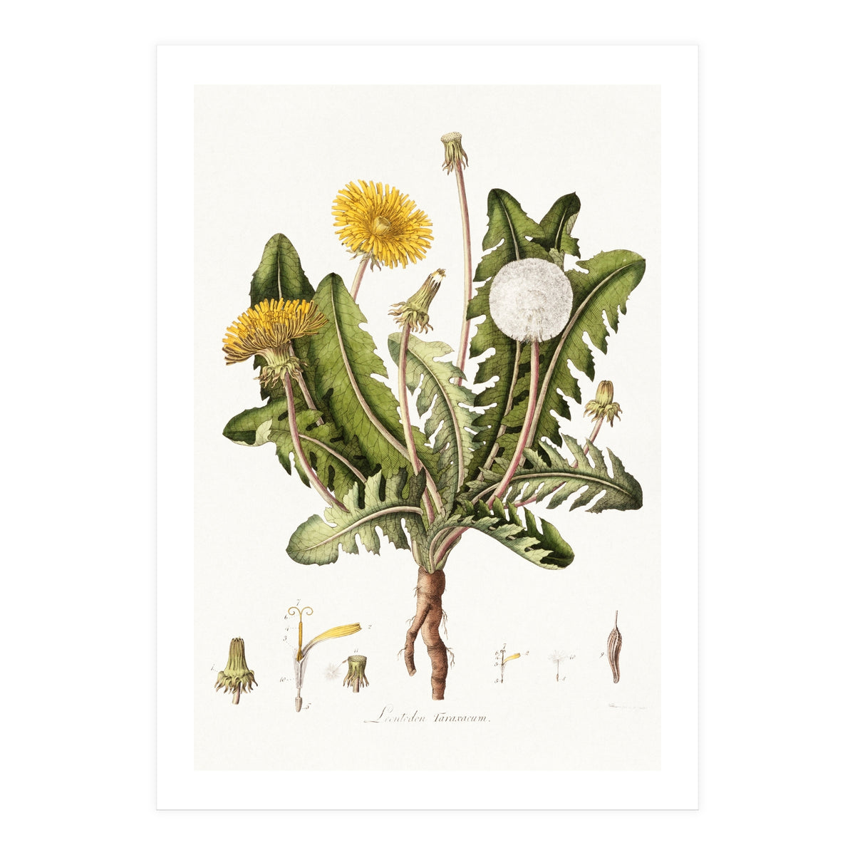 William Curtis – Dandelion (1777–1798) (Print Only)