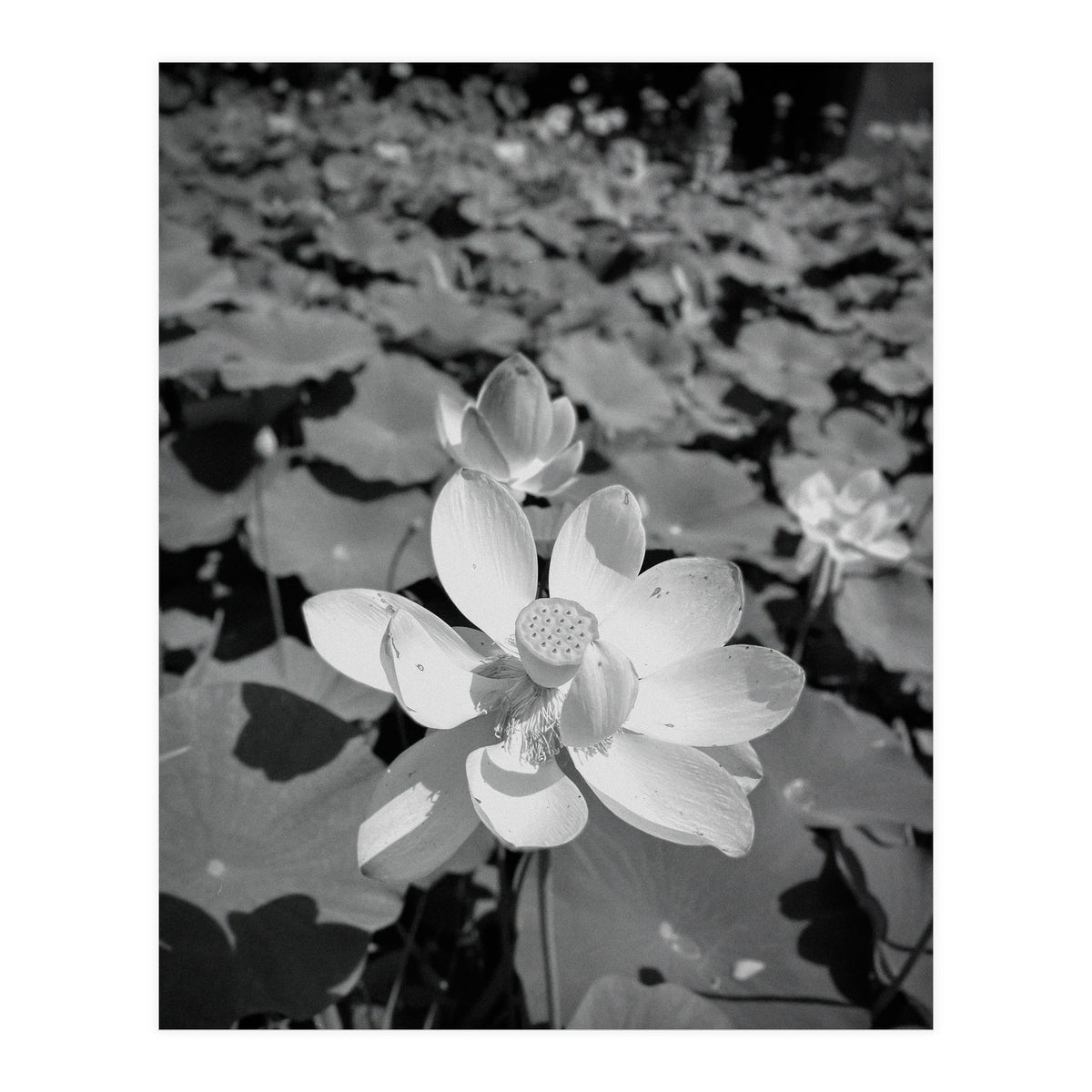 Hylas | Black & White (Print Only)