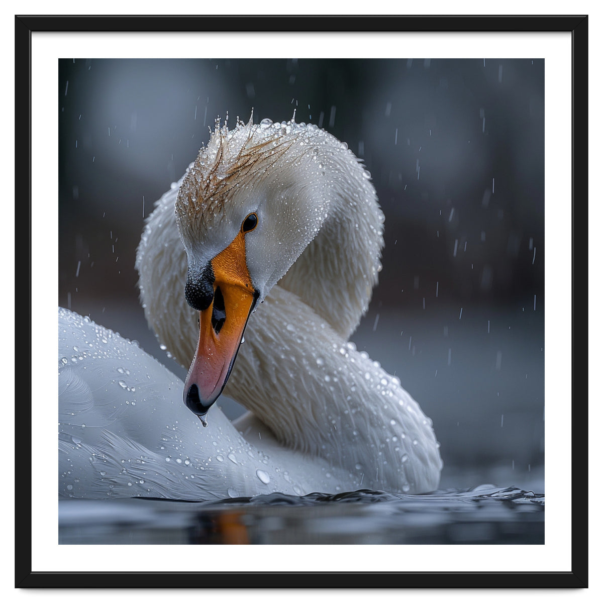 White Swan Bird With Water Droplets In Rain