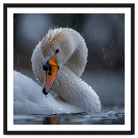 White Swan Bird With Water Droplets In Rain