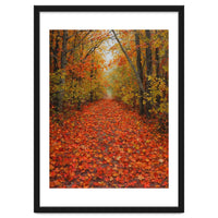 Lush Autumn Forest Path Covered