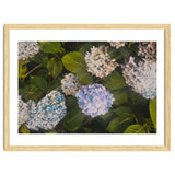 Hydrangeas | Landscape thumbnail