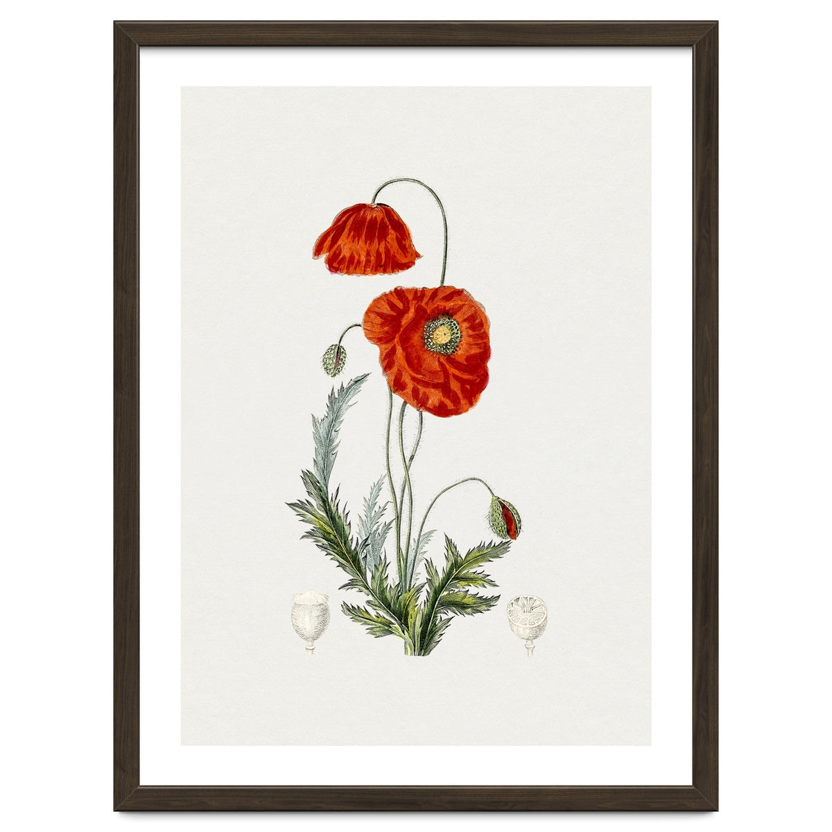 Red Poppy (Hand Drawn Illustration)
