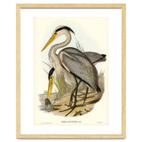 Elizabeth Gould – Great Grey Heron (Ardea leucophaea) | Birds of Australia Illustration thumbnail