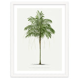 Oswald de Kerchove de Denterghem – Vintage Palm Tree Illustration (1878) thumbnail