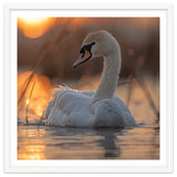 Majestic Swan Swimming At Sunrise Serene Water thumbnail